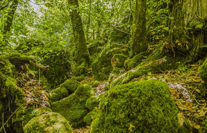 tuscia e bomarzo 700x450